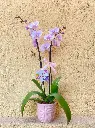 Orquidea Phalaenopsis